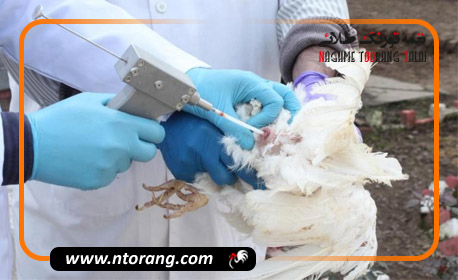 همه چیز درباره تلقیح مصنوعی در طیور